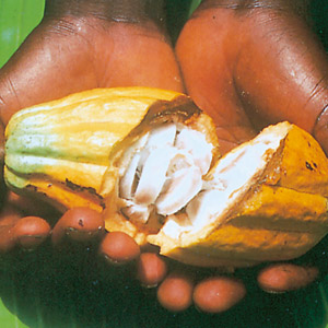Geöffnete Kakaofrucht