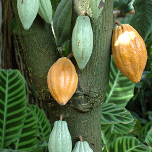 Cacao fruit on the tree