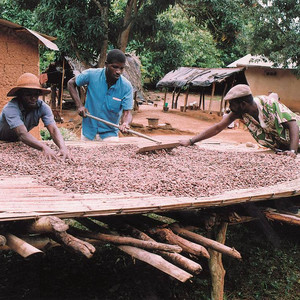 Drying the beans